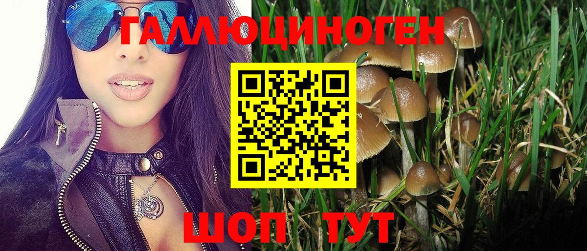 Галлюциногенные грибы Psilocybe Всеволожск